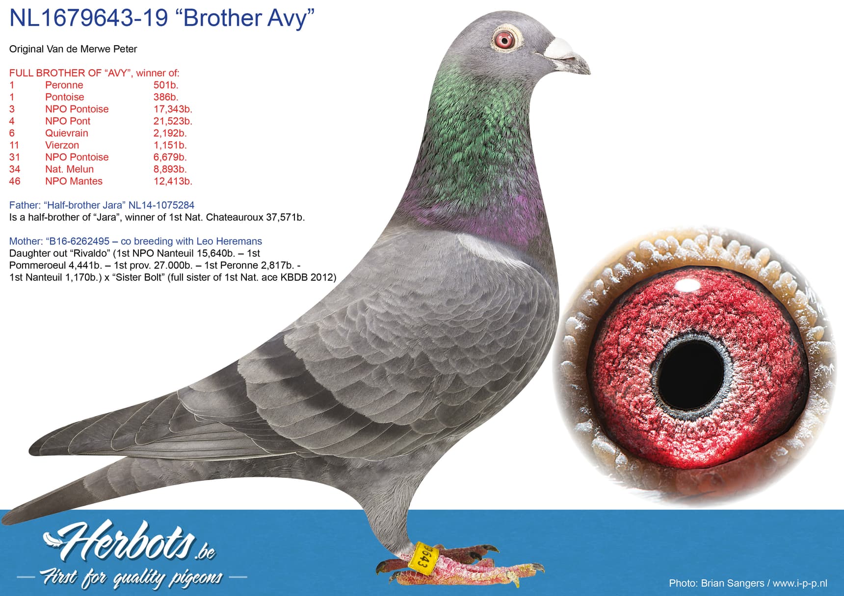 pigeon: undefined