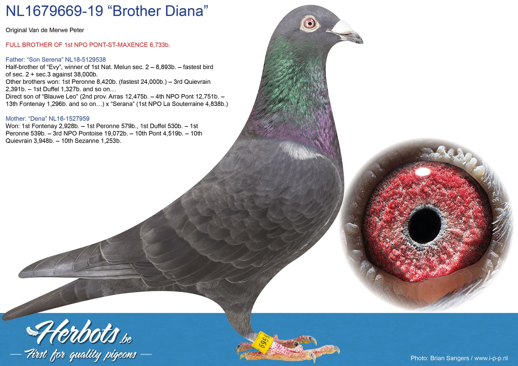 pigeon: undefined