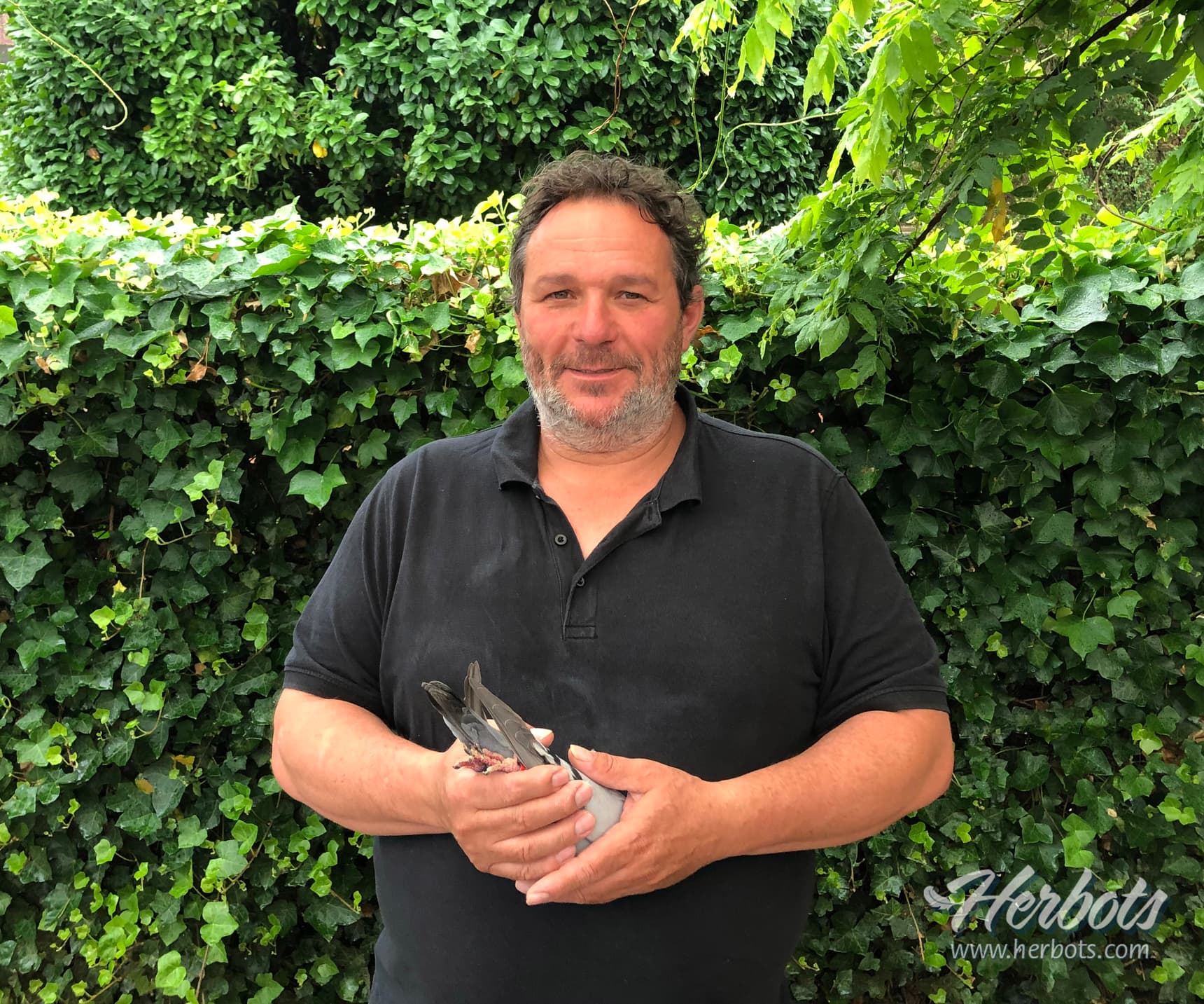 Wilfried Timmermans from Schaffen wins 1st + 2nd Provincial Orléans 2,496 youngsters ( 2 fastest of 4,221 pigeons )