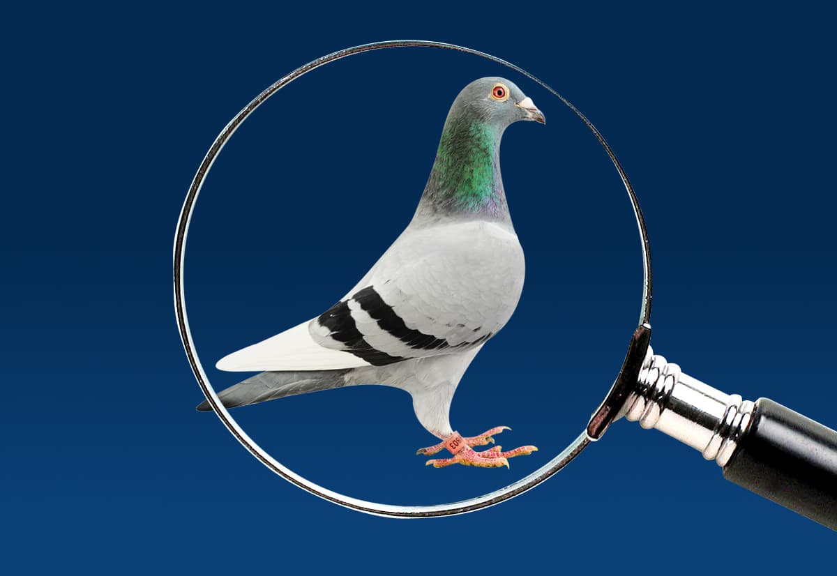 We are looking for grandchildren “Kittel”