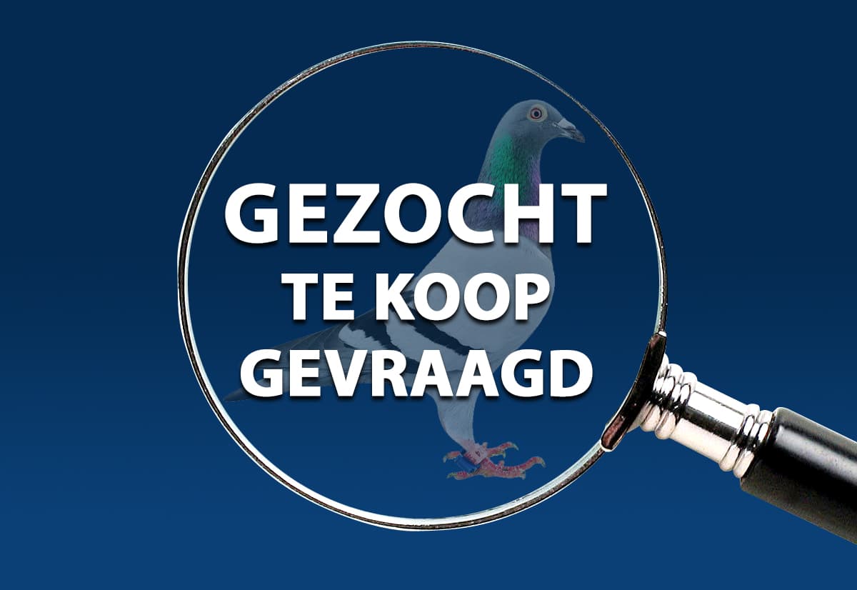 Rechtstreekse Gaby Vandenabeele duiven