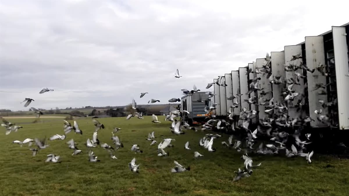 KAMPIOENSCHAPPEN 2025 LVA & FCD