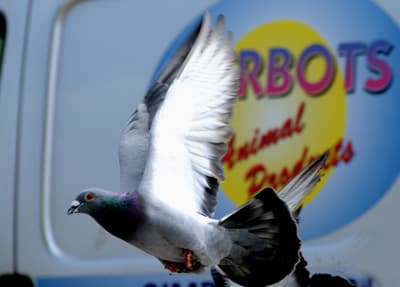 Vaccination des animaux contre l'IAHP