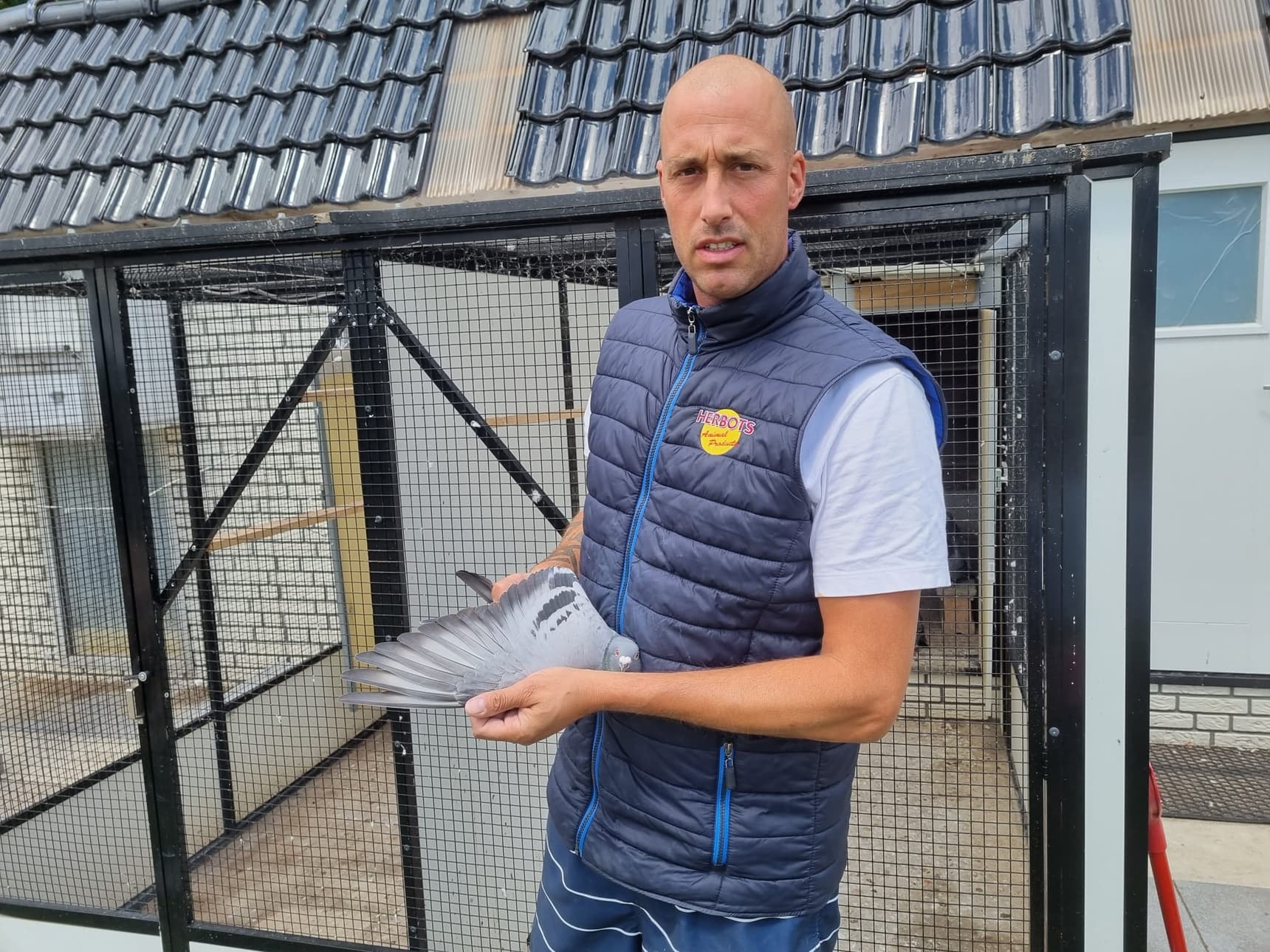 Combination Van Leeuwen: 1st Prov. Le Mans 2,530 pigeons