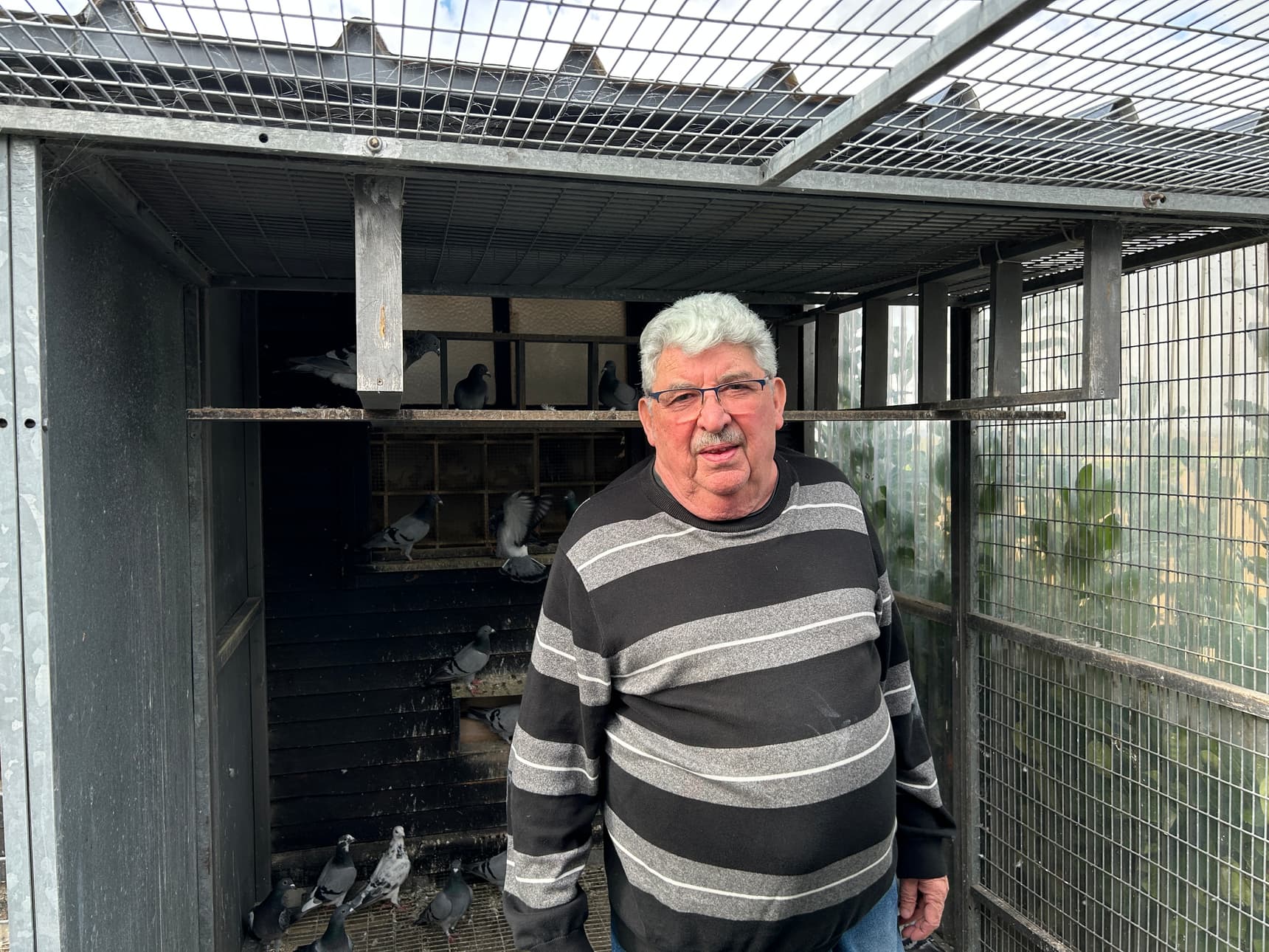 Pigeon Bids Dubois Patrick