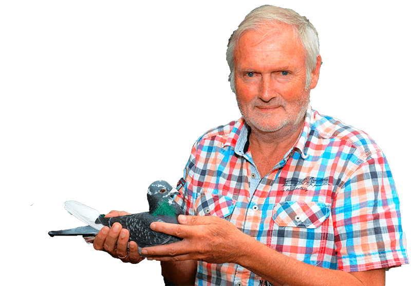 Pigeon Bids Brinkman Herman - 1st Nat. Champion Marathon (nominated birds) 2024