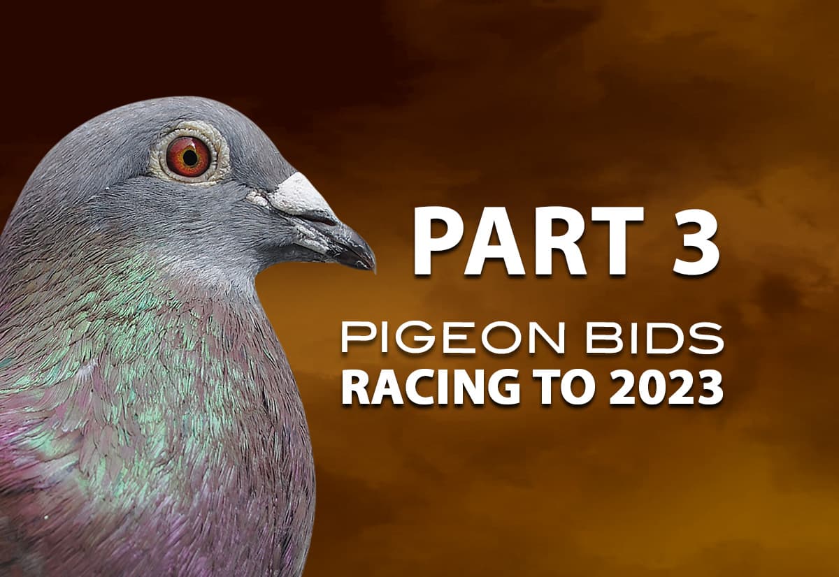 Pigeon Bids Racing to 2023 - Part 3