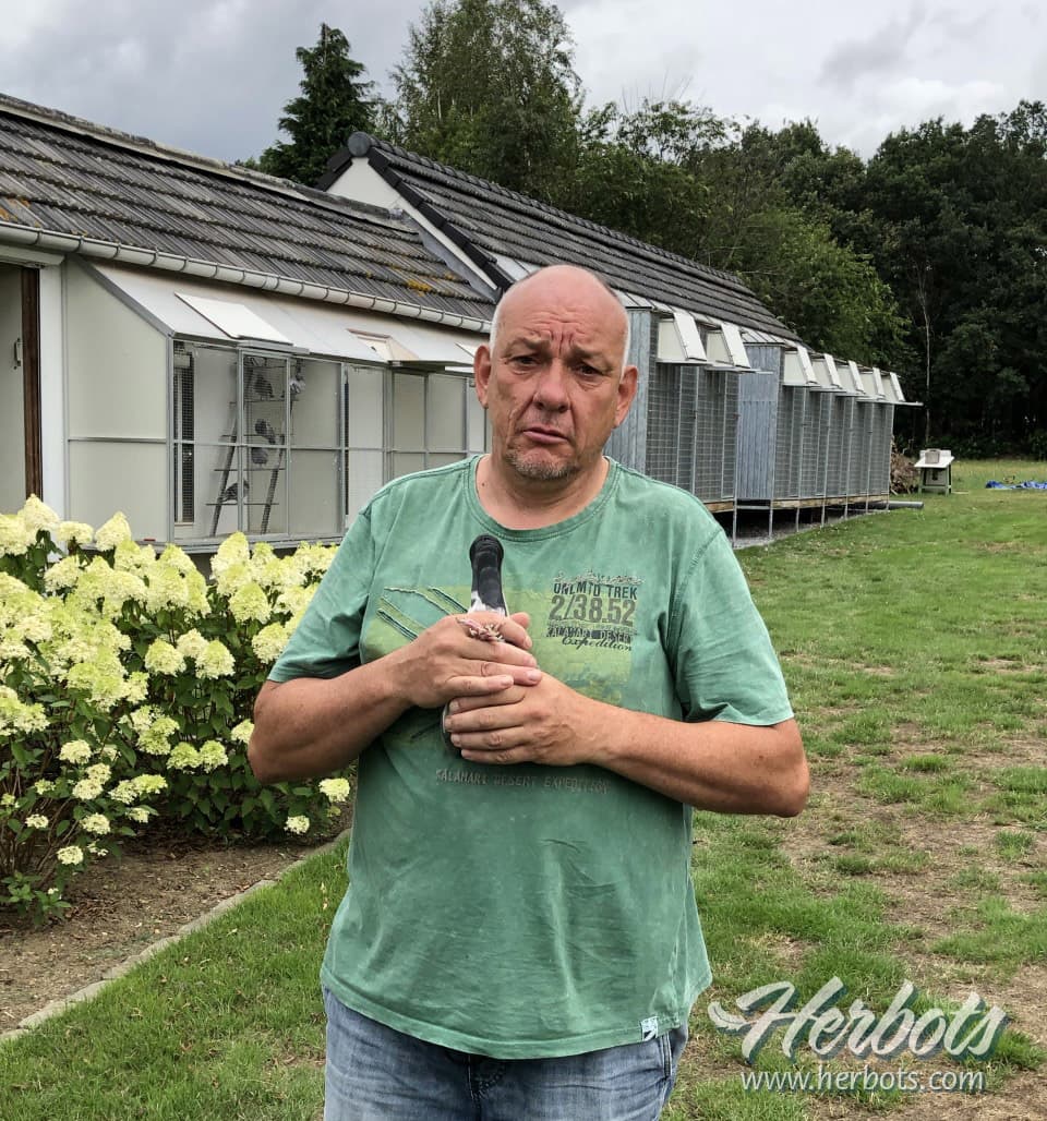 Pigeon Bids Schroeven-Hermans/Velghe Pigeons