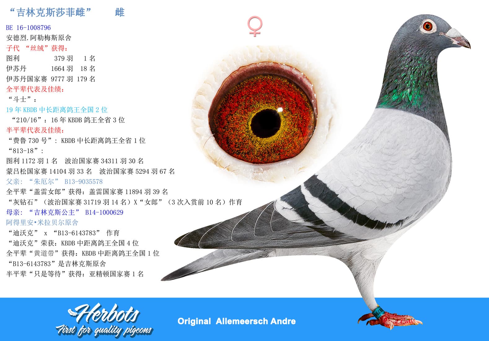 pigeon: undefined