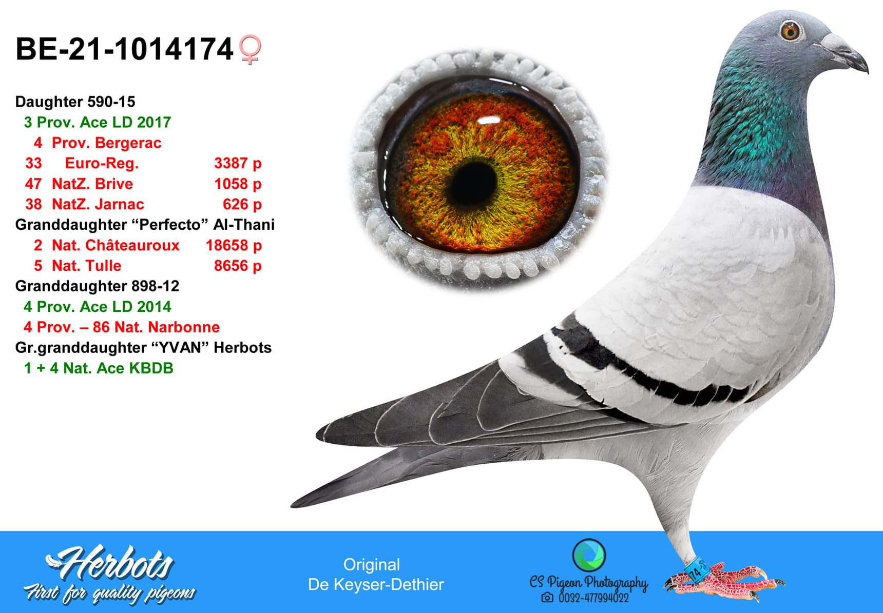 pigeon: undefined