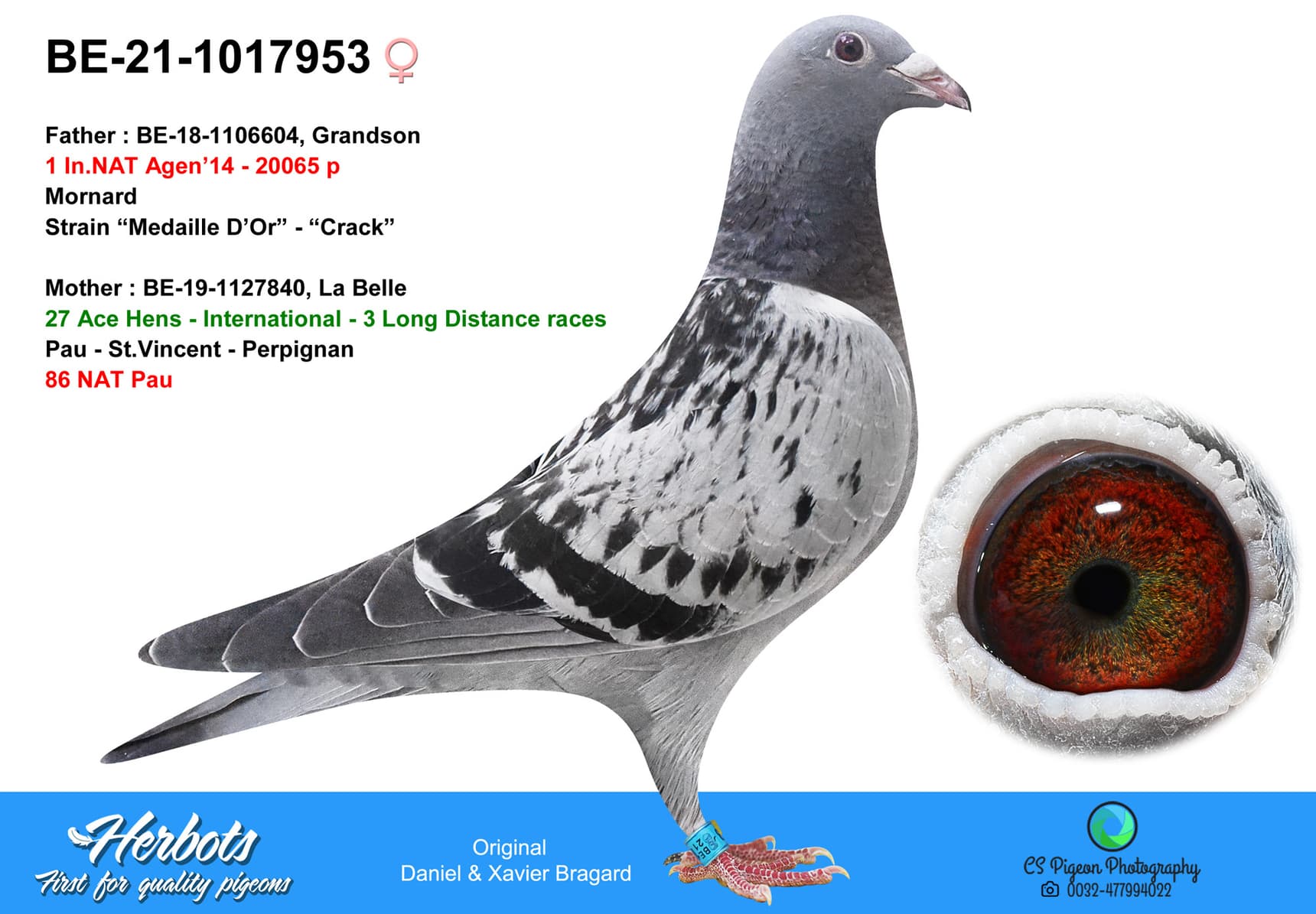 pigeon: undefined