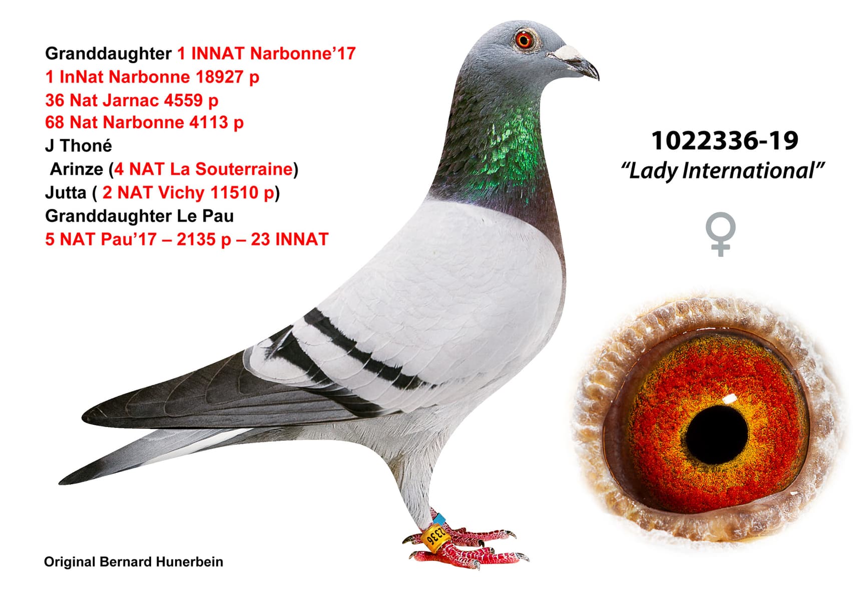 pigeon: undefined