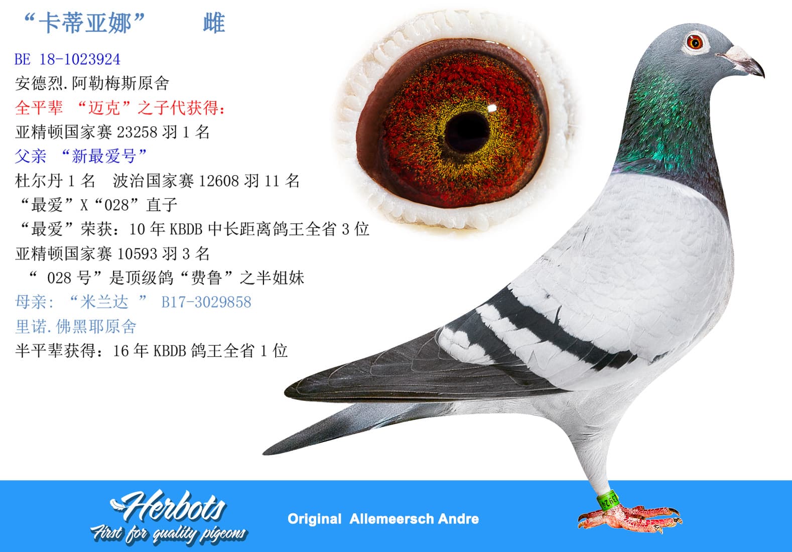 pigeon: undefined