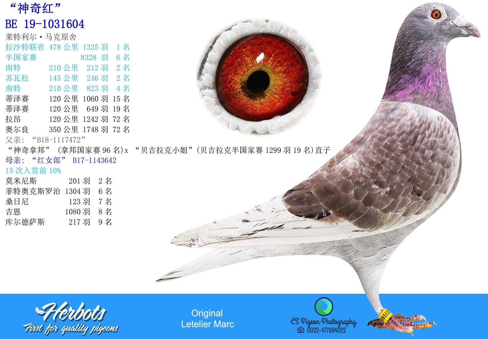 pigeon: undefined