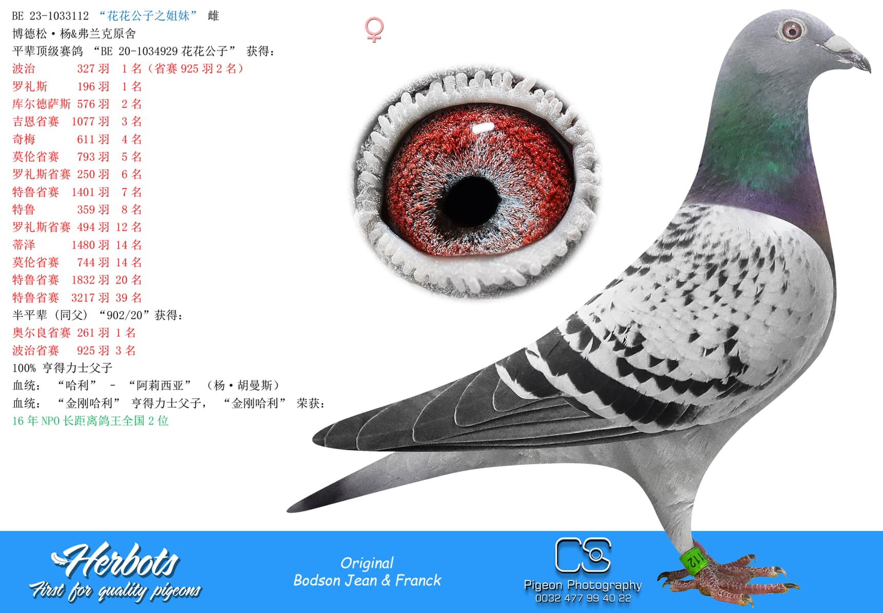 pigeon: undefined