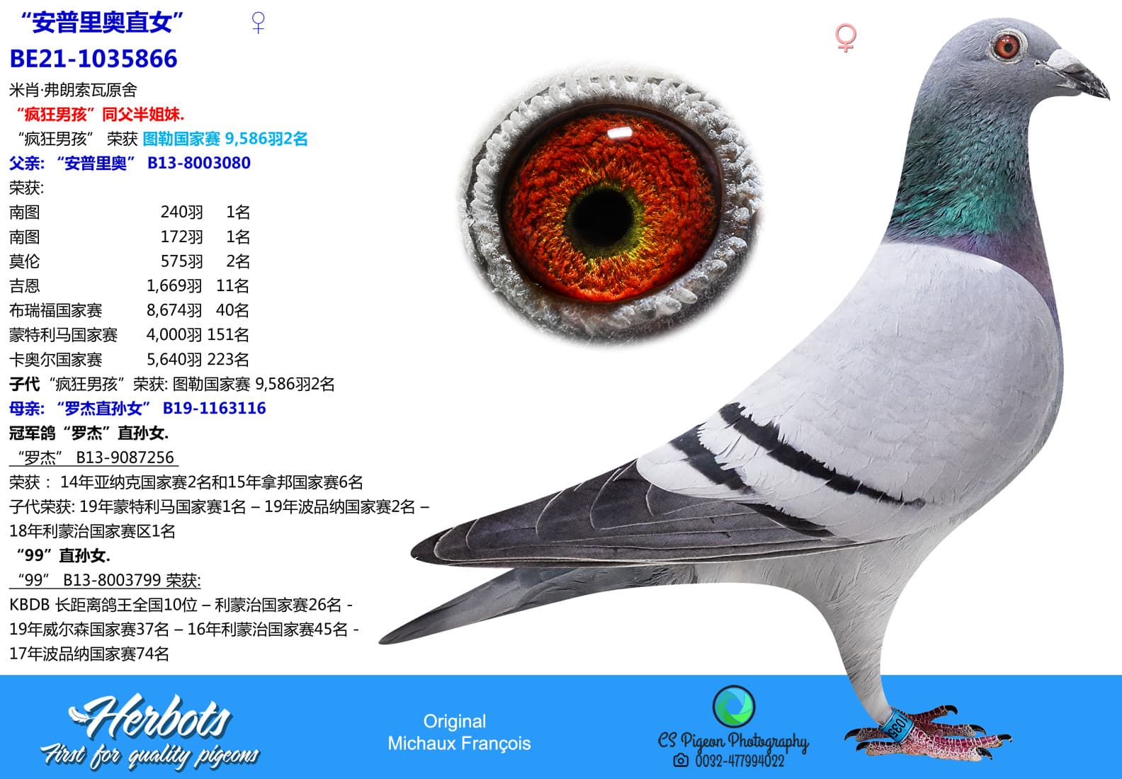pigeon: undefined