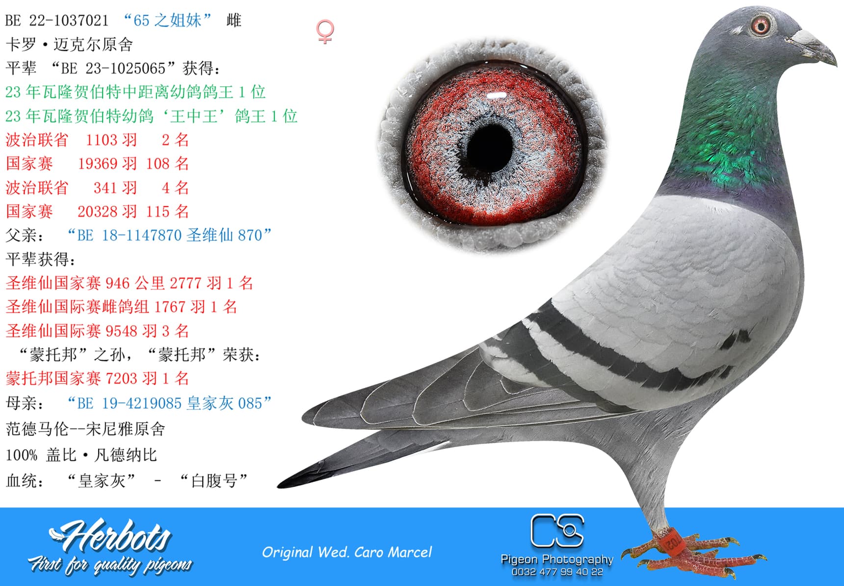 pigeon: undefined