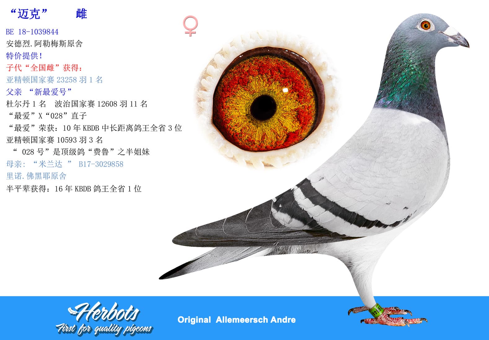 pigeon: undefined