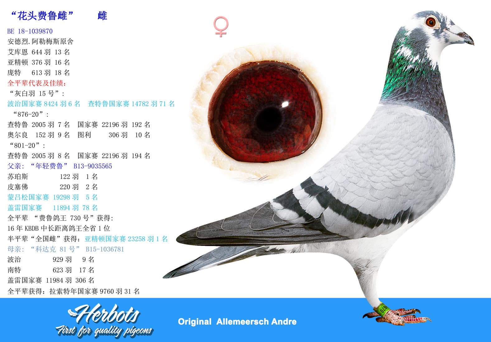 pigeon: undefined