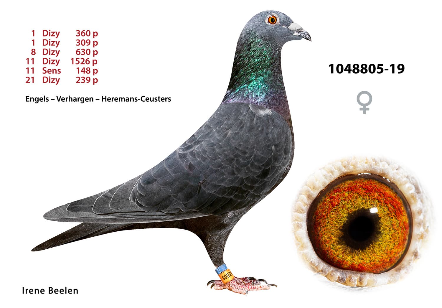 pigeon: undefined