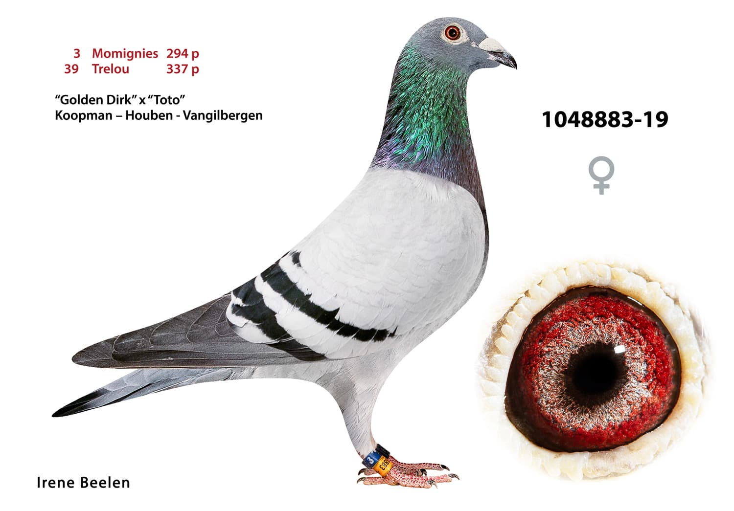pigeon: undefined
