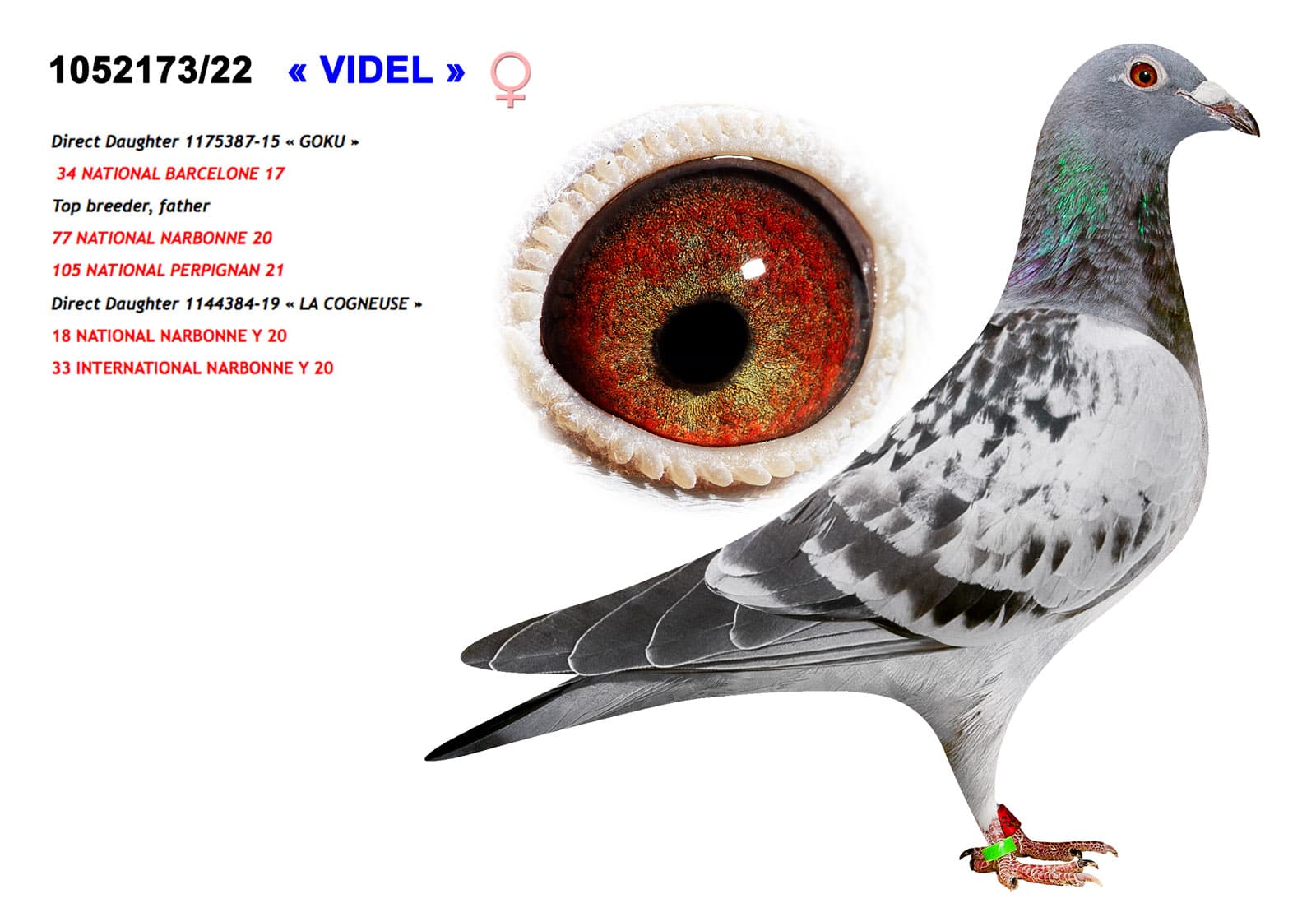 pigeon: undefined