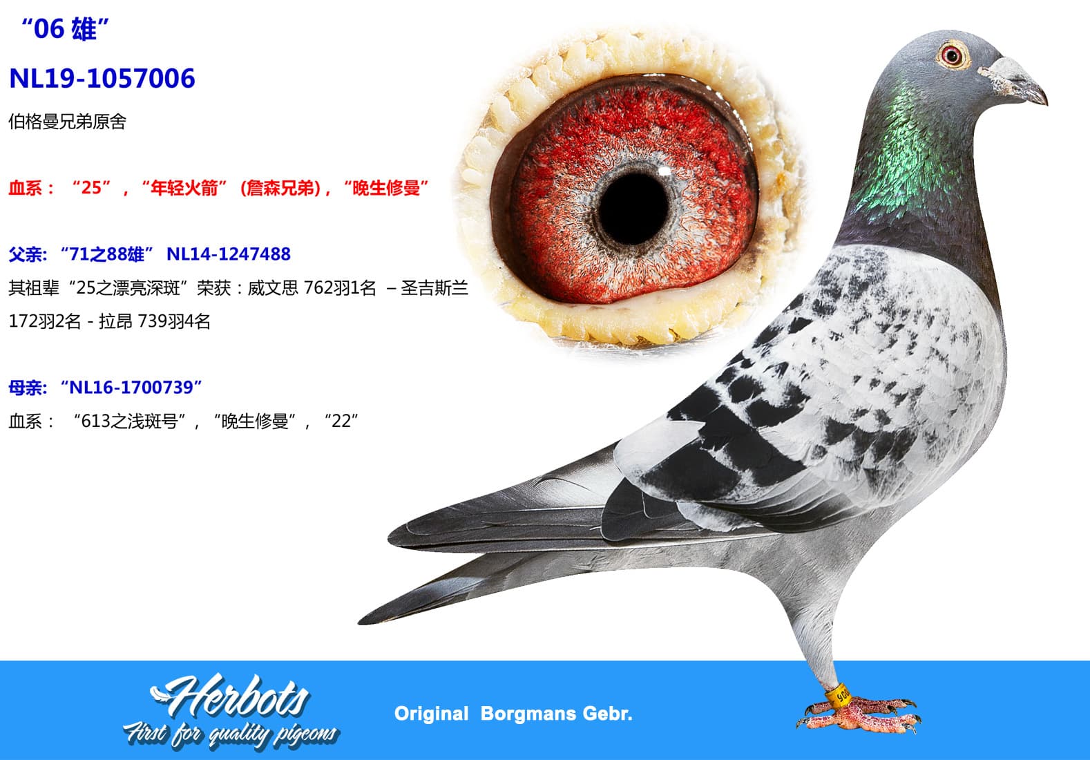 pigeon: undefined