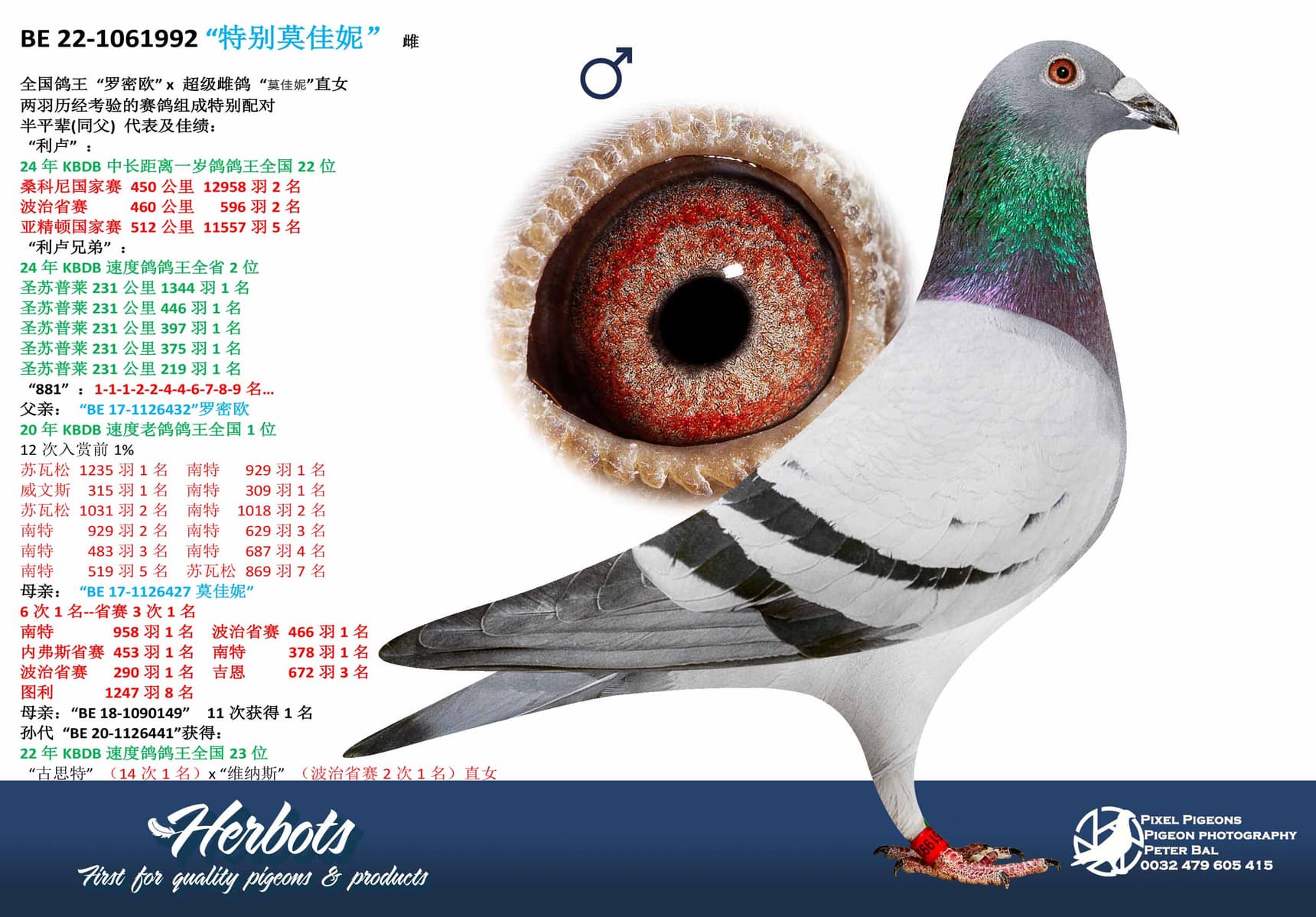 pigeon: undefined