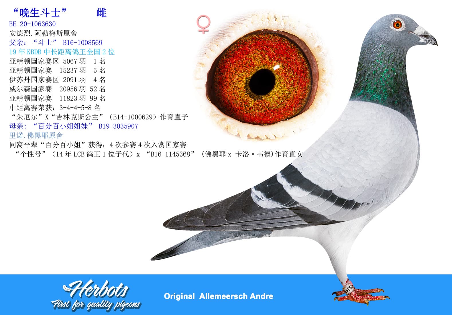 pigeon: undefined