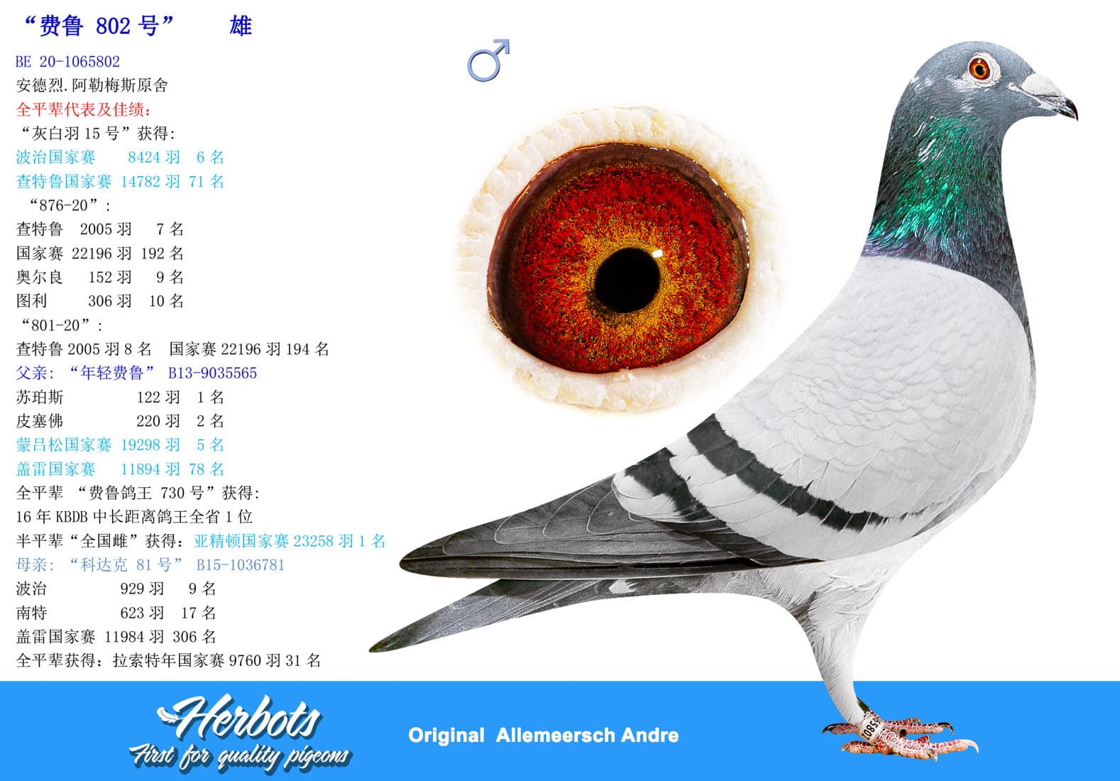 pigeon: undefined