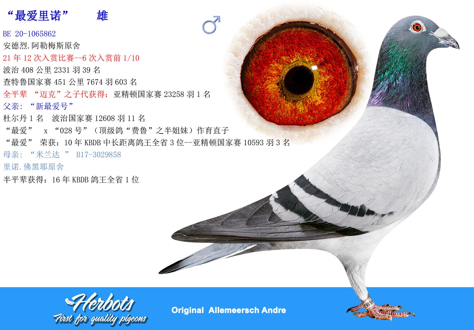 pigeon: undefined