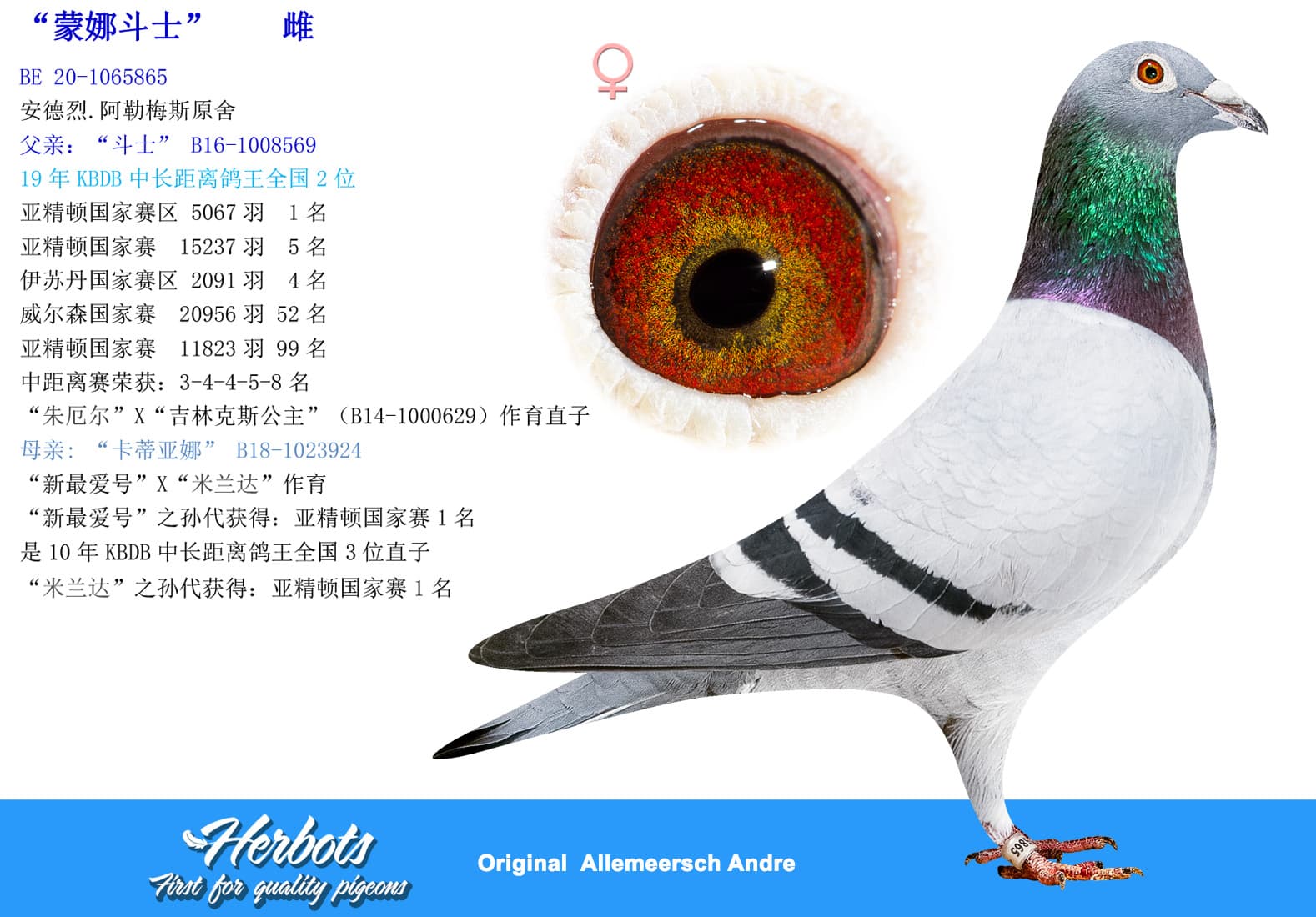 pigeon: undefined