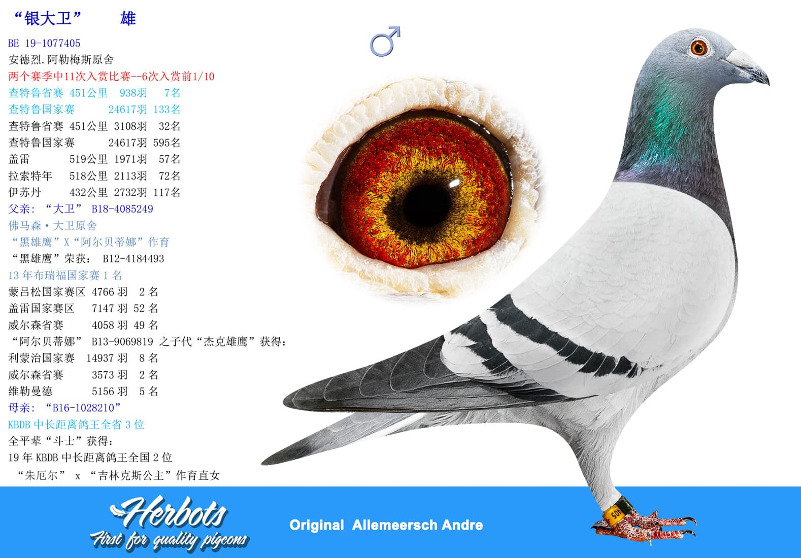 pigeon: undefined