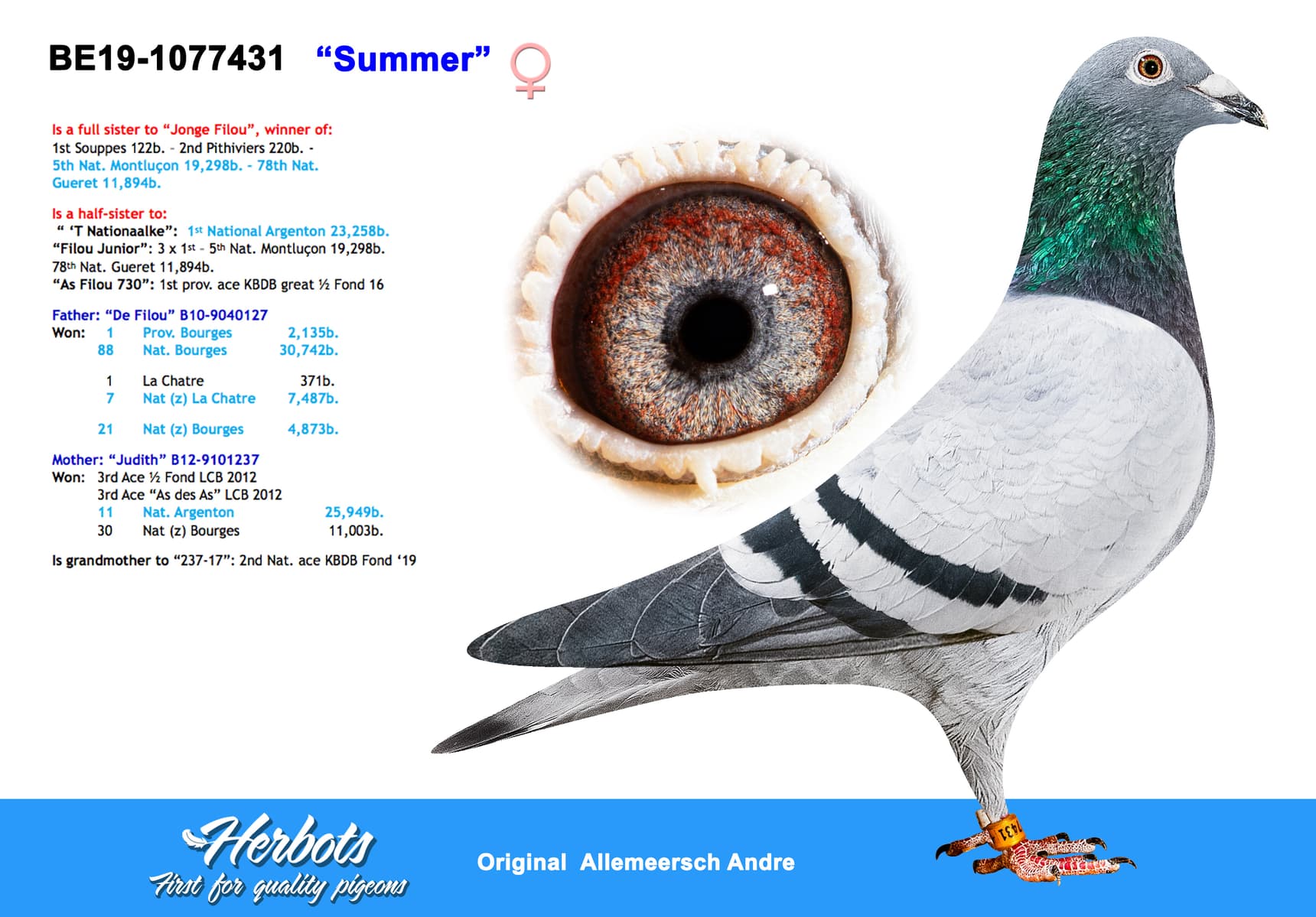 pigeon: undefined