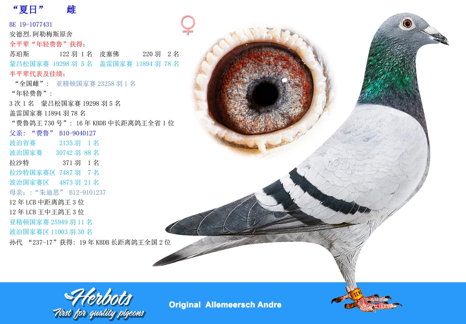 pigeon: undefined