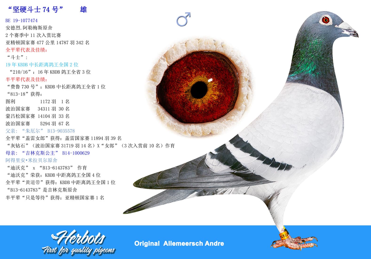 pigeon: undefined