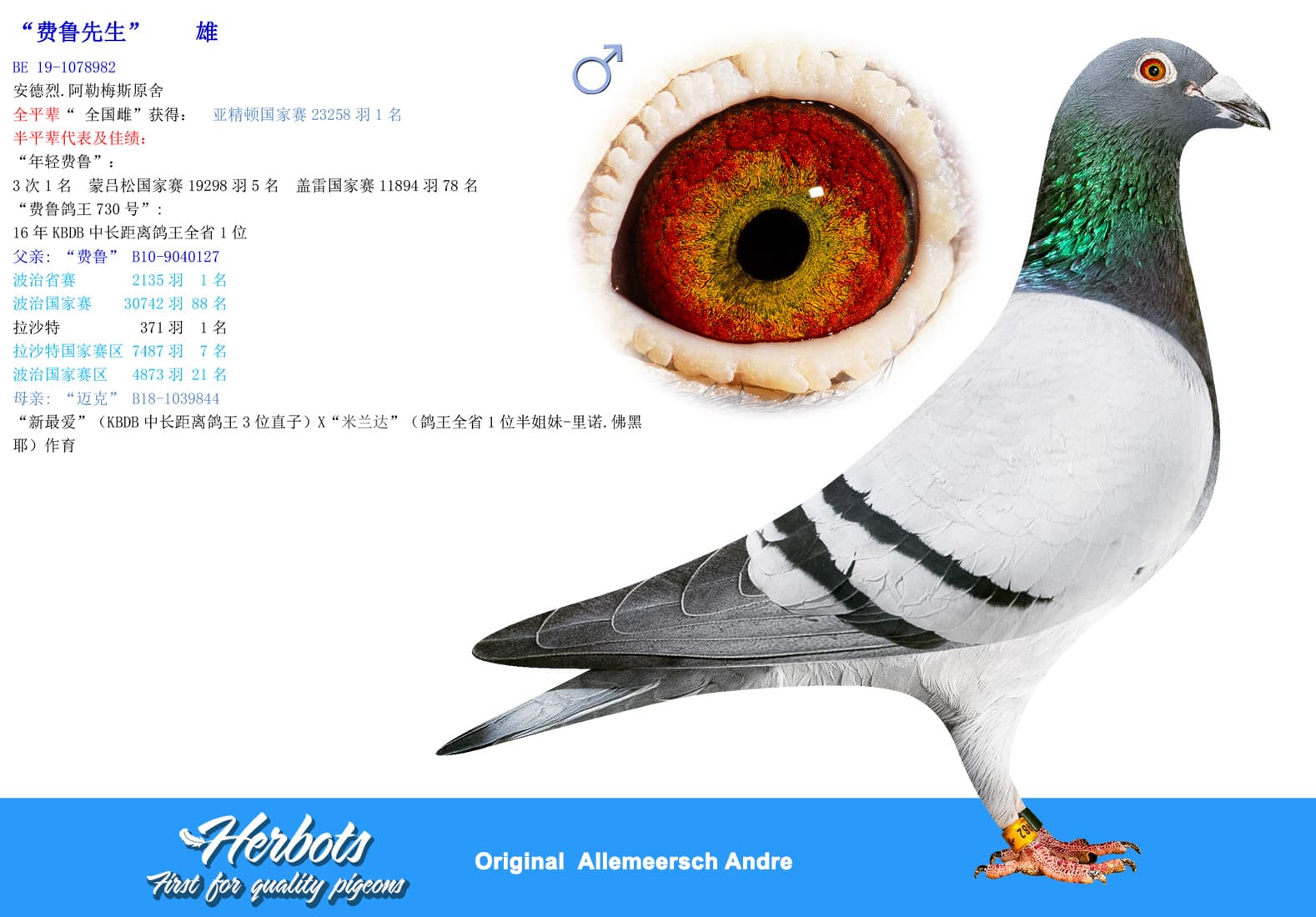 pigeon: undefined