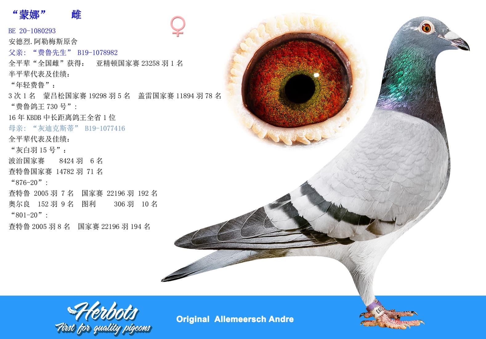 pigeon: undefined
