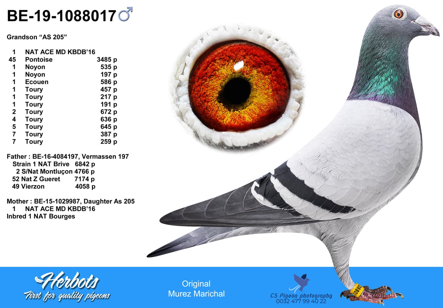 pigeon: undefined