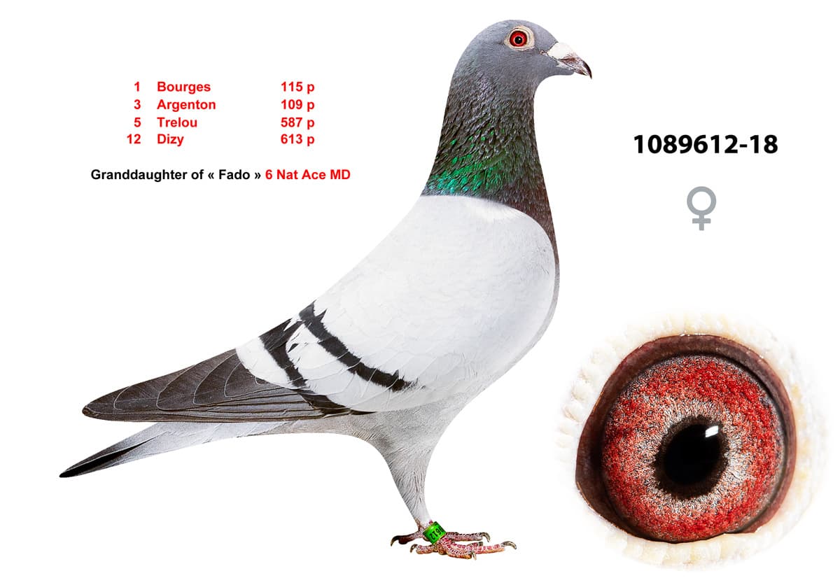 pigeon: undefined