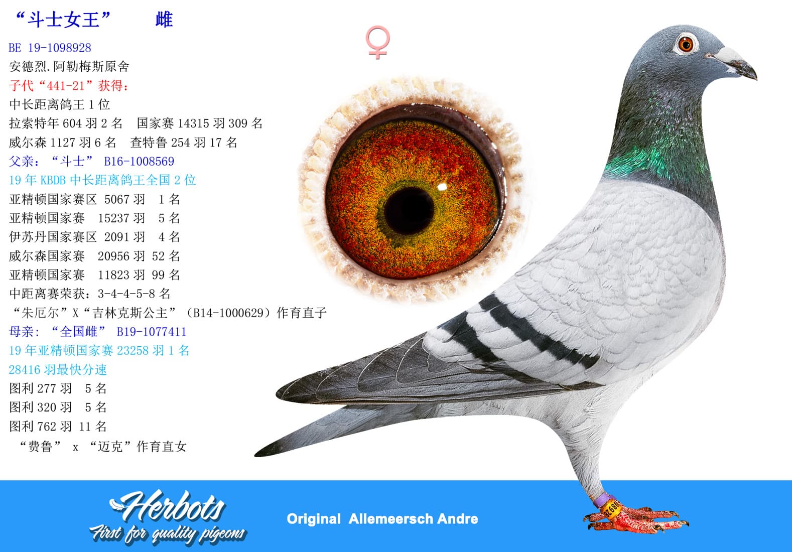 pigeon: undefined