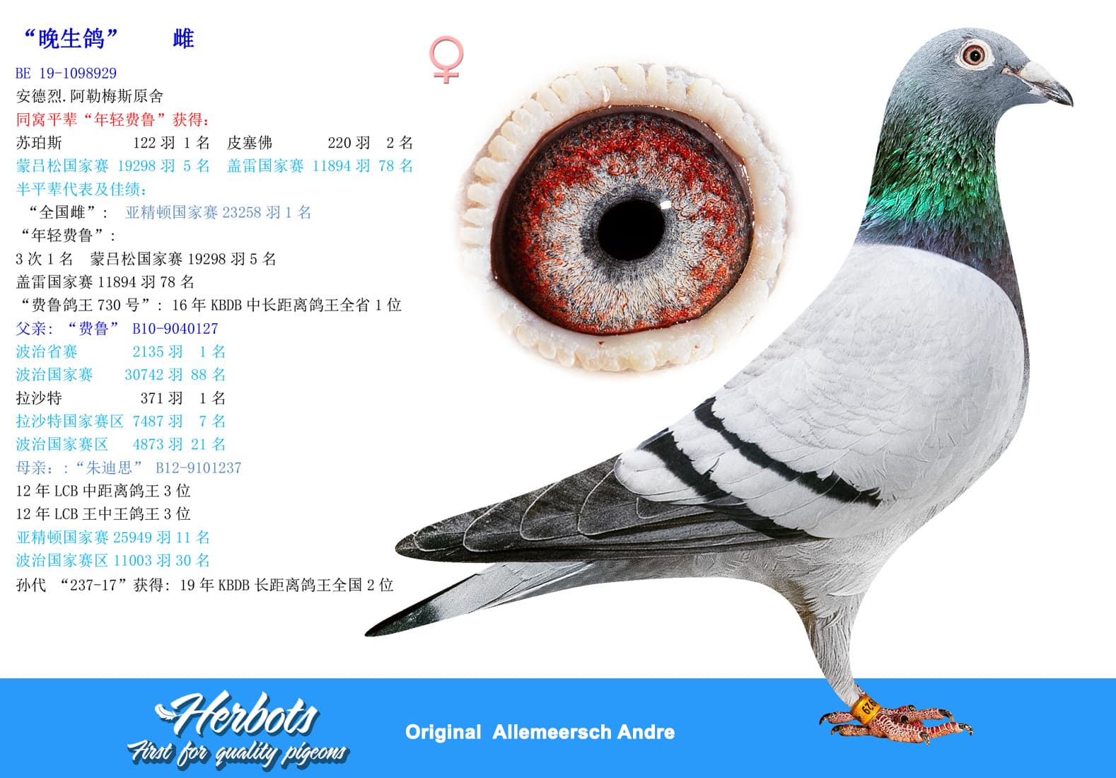 pigeon: undefined