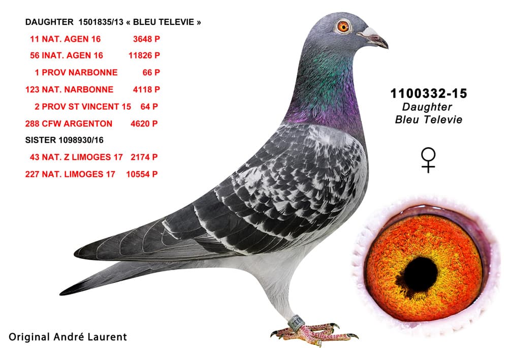 pigeon: undefined