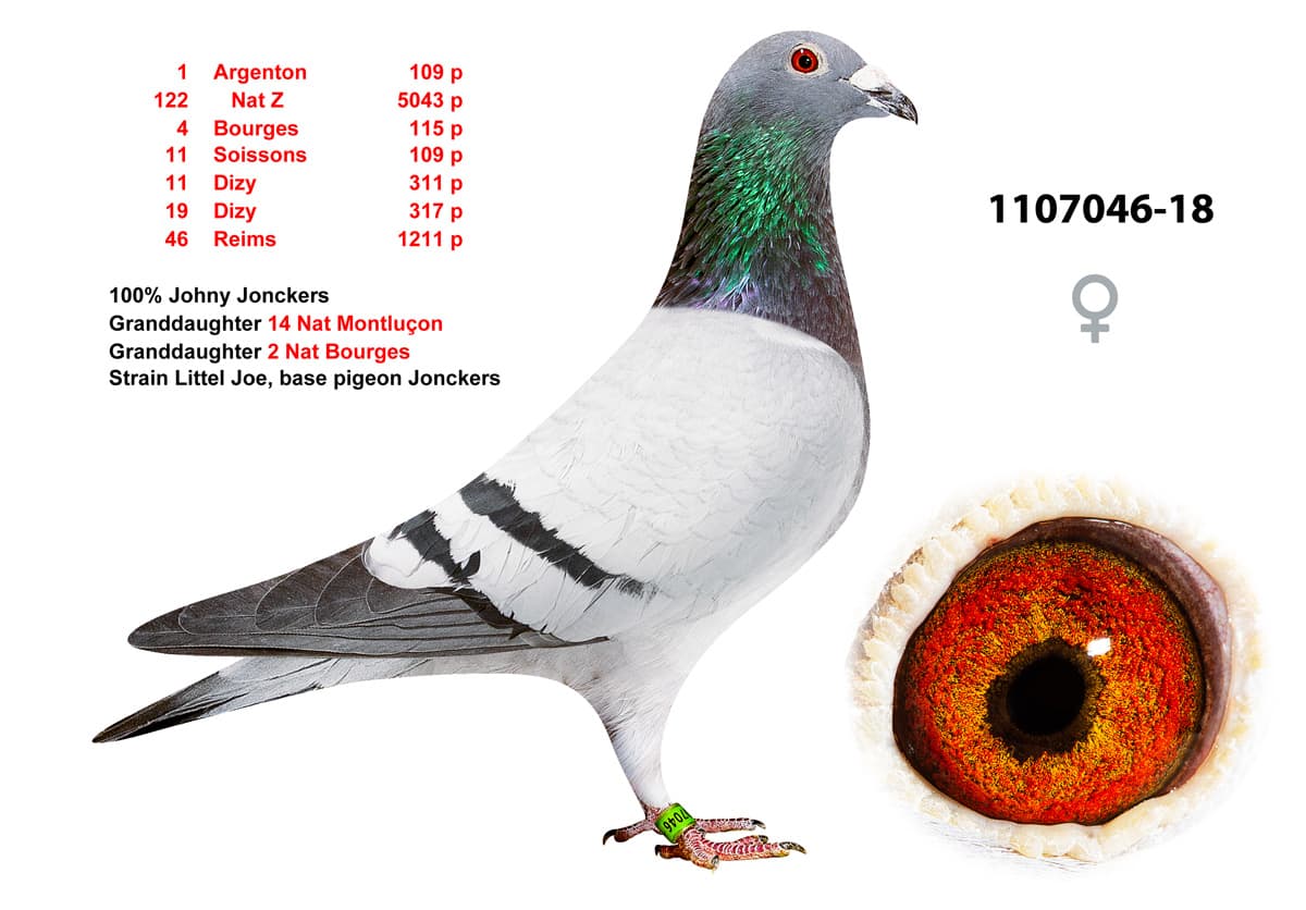 pigeon: undefined