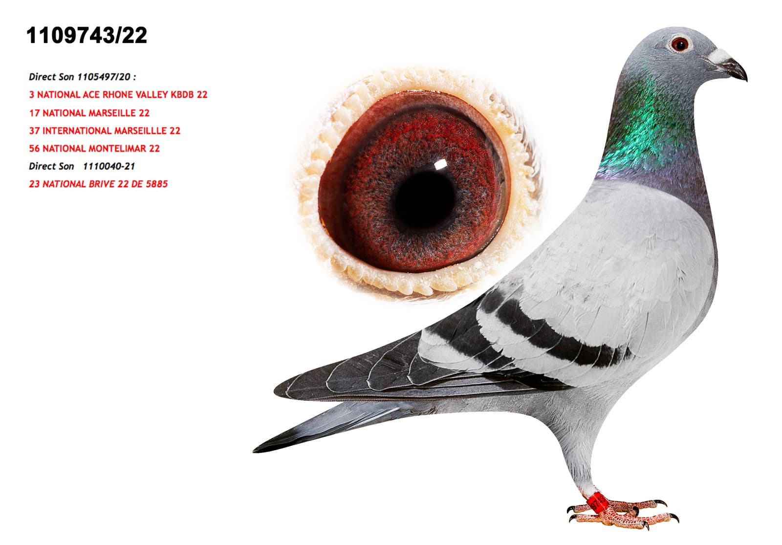 pigeon: undefined