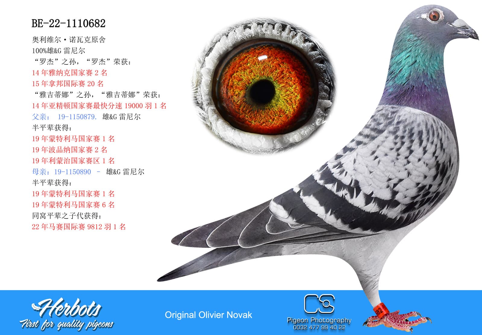 pigeon: undefined