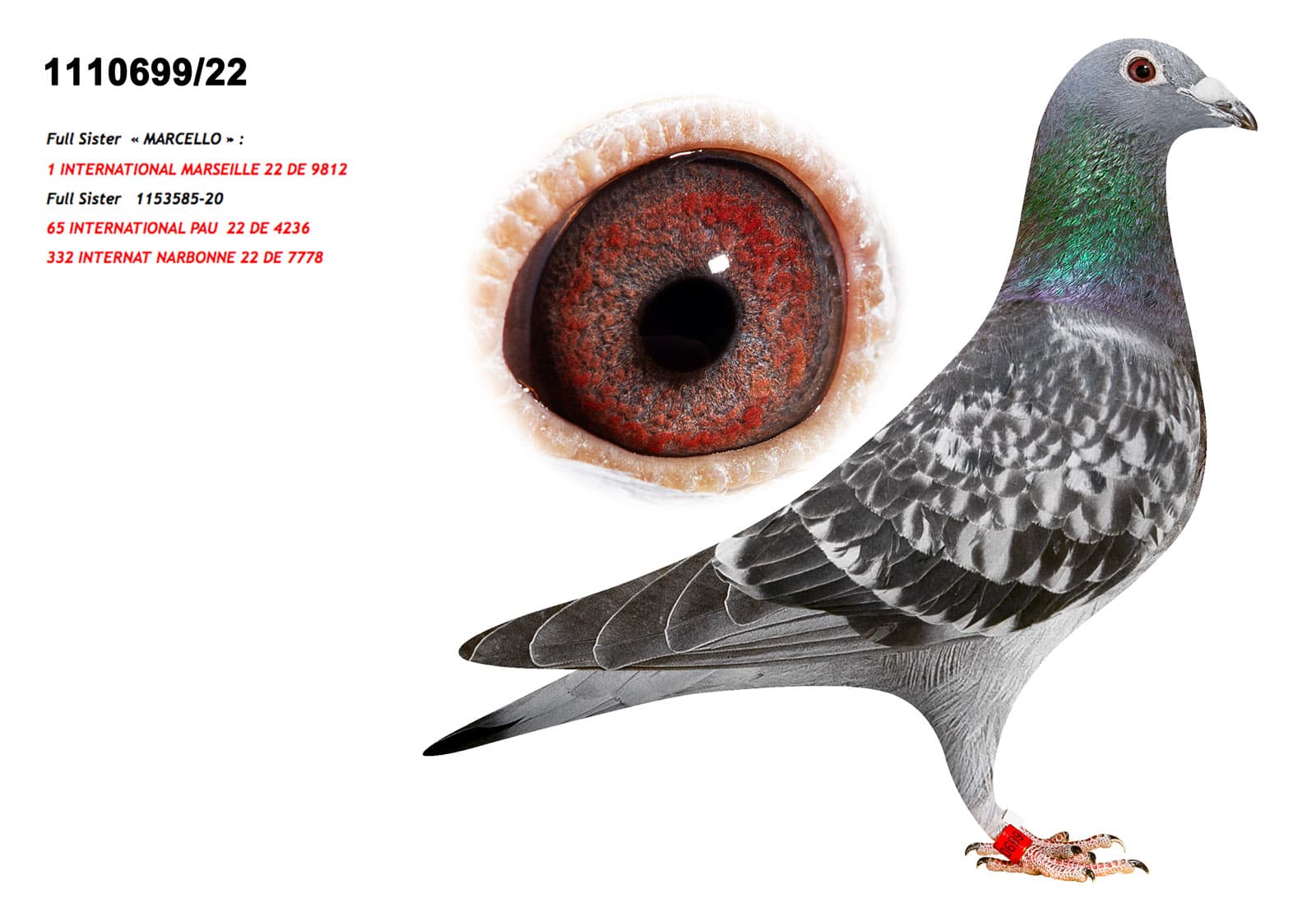 pigeon: undefined