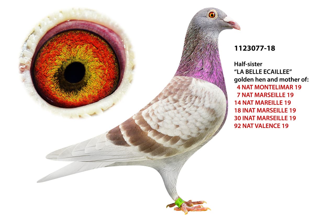 pigeon: undefined