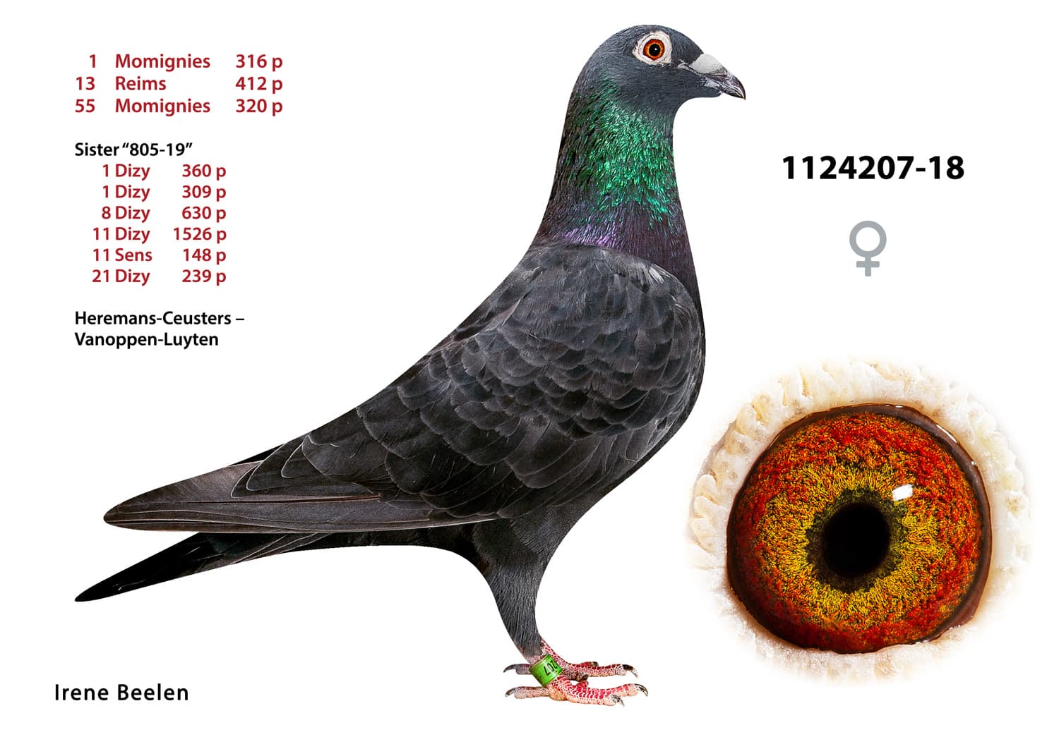 pigeon: undefined
