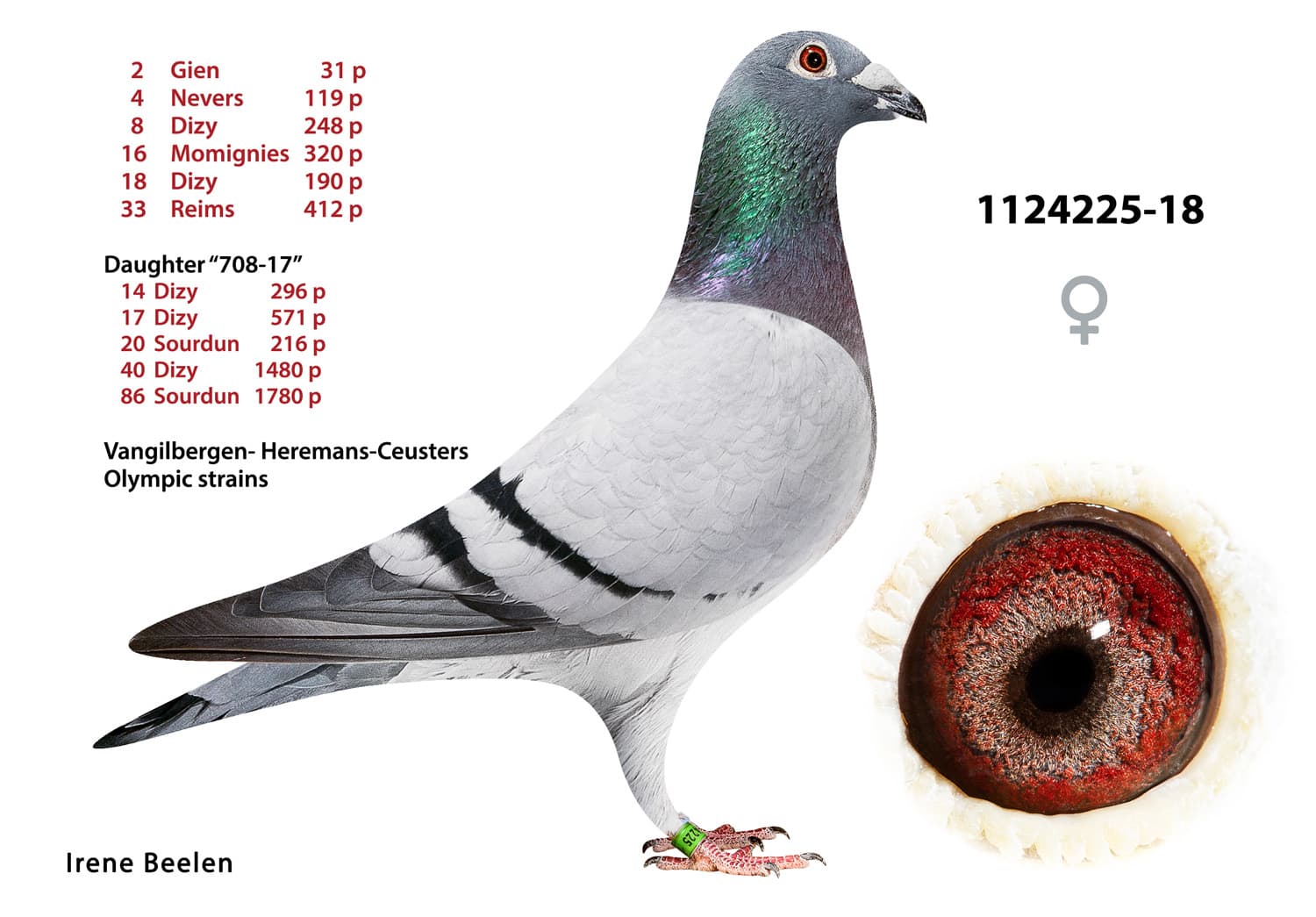 pigeon: undefined
